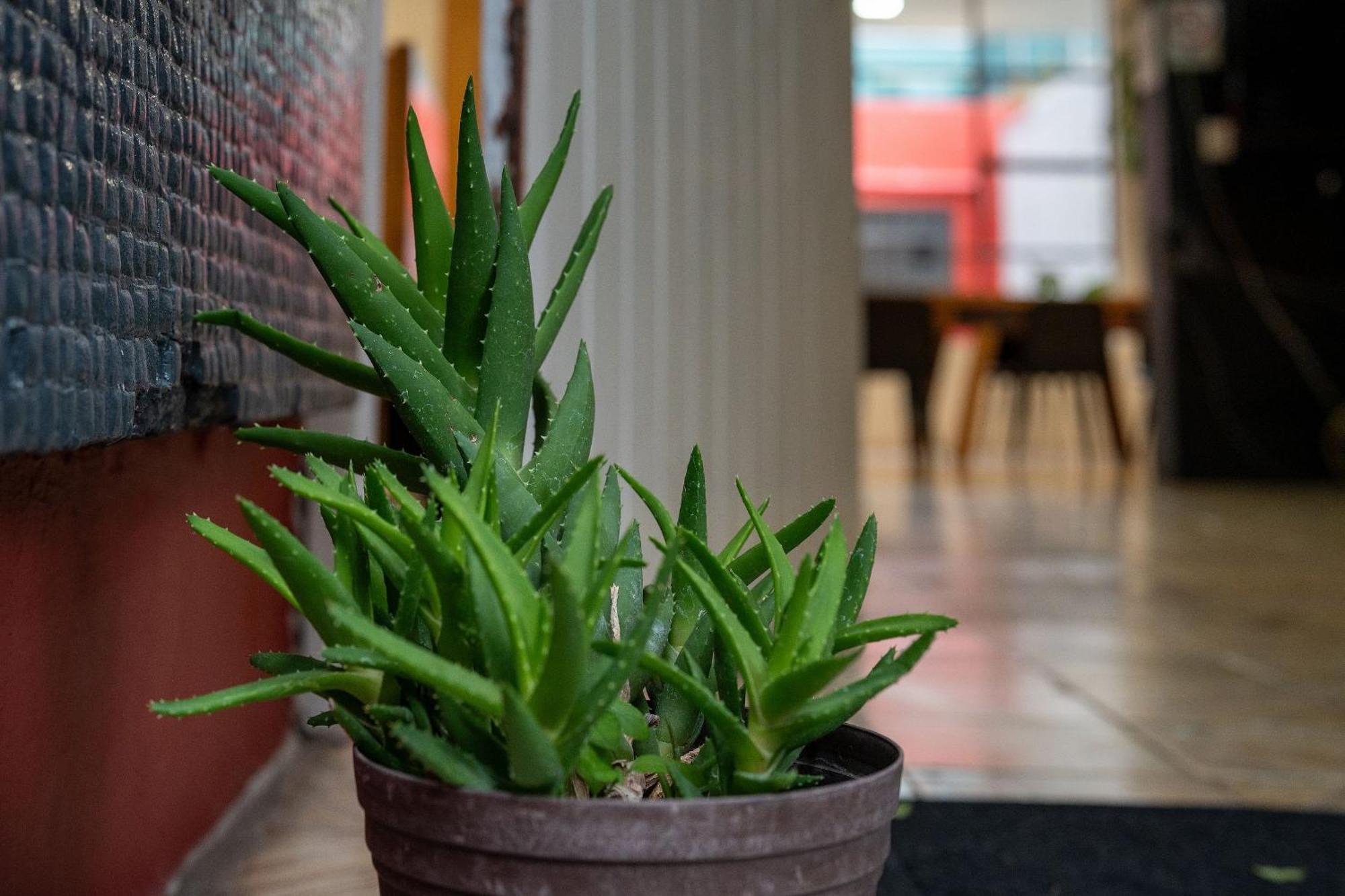 Habitaciones Privadas Con Bano Propio En Una Zona Segura Y Centrica De Guadalajara. Εξωτερικό φωτογραφία
